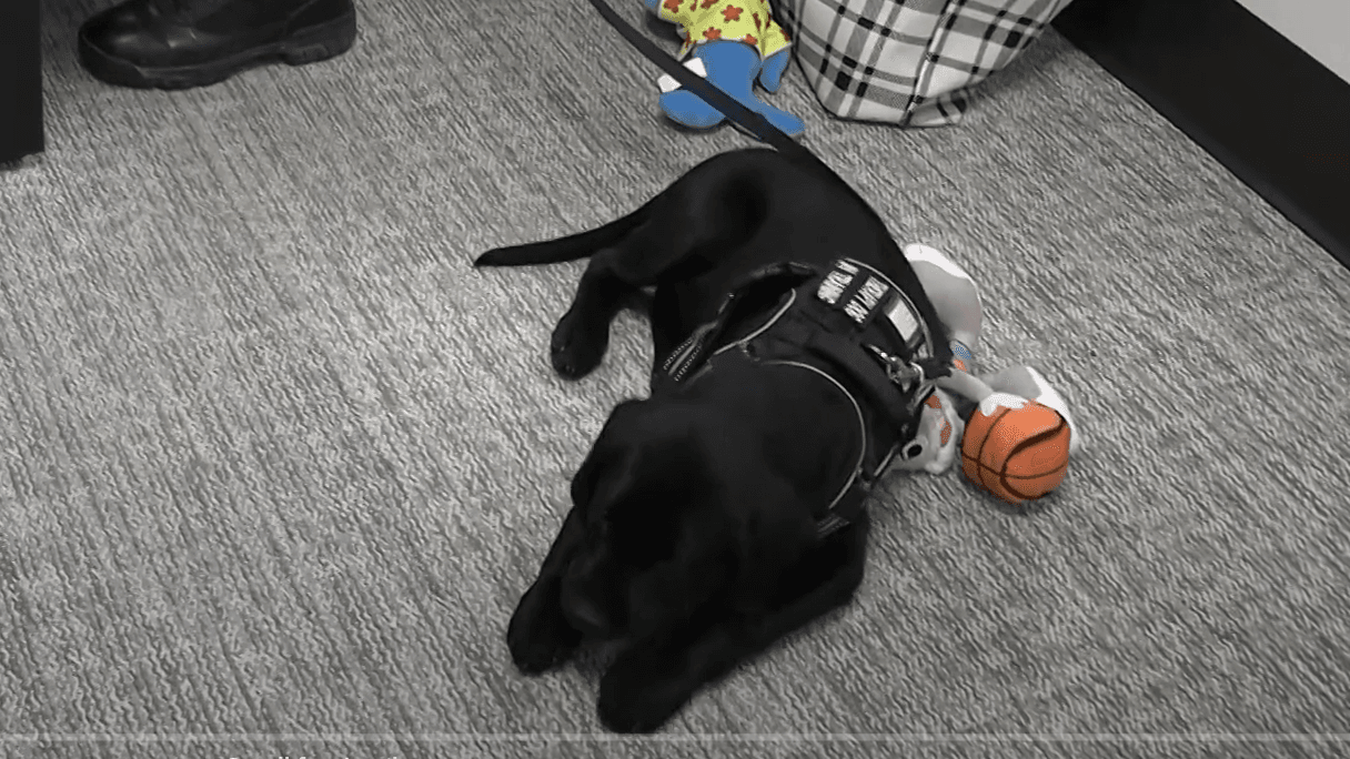 Wood County Therapy Dog Lola Visits WFHR Station