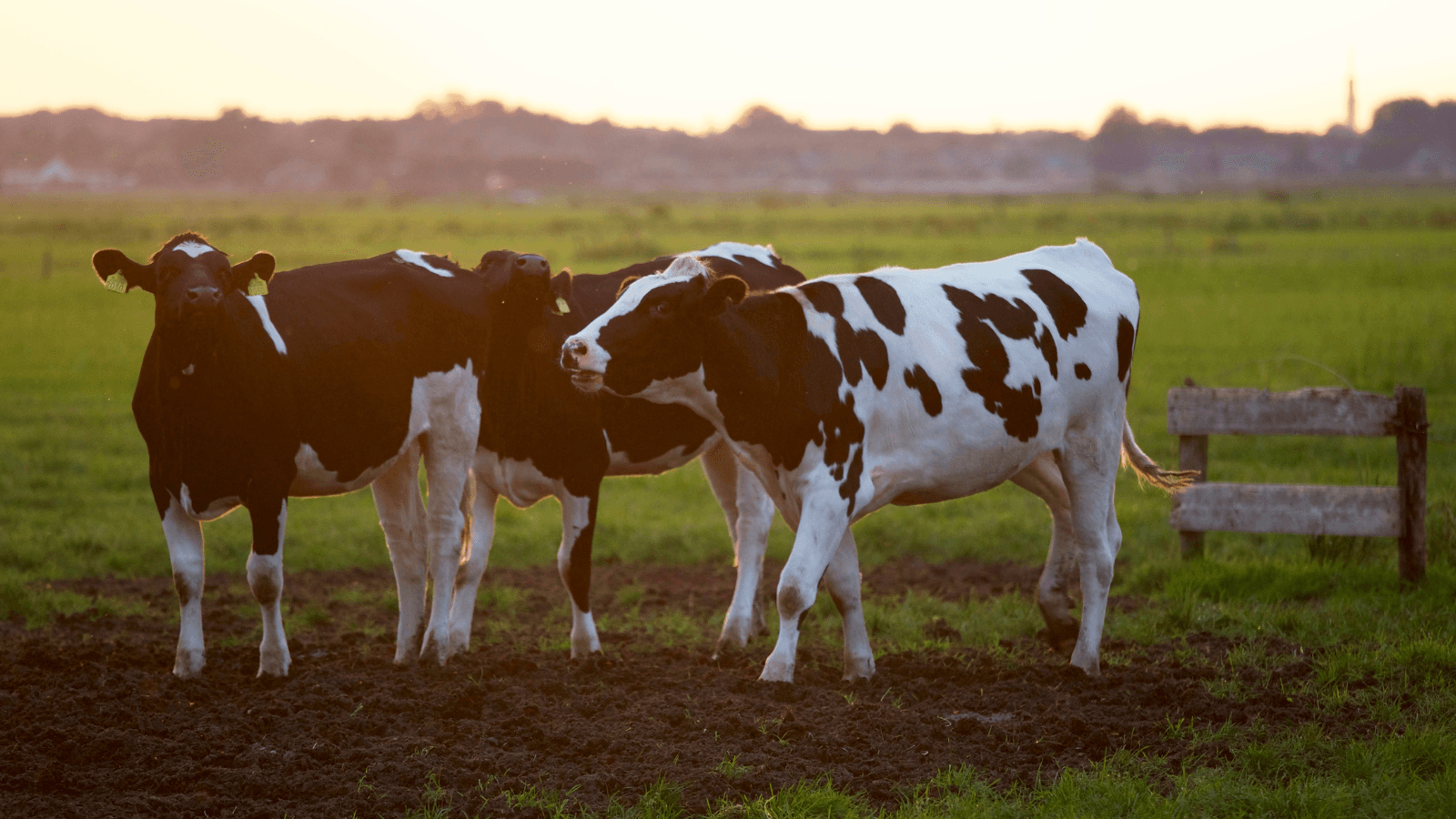 As bird flu spreads within dairy operations, experts want more testing