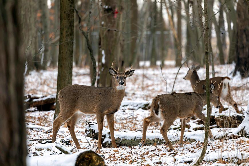 Gun deer hunting season opens this weekend in Wisconsin