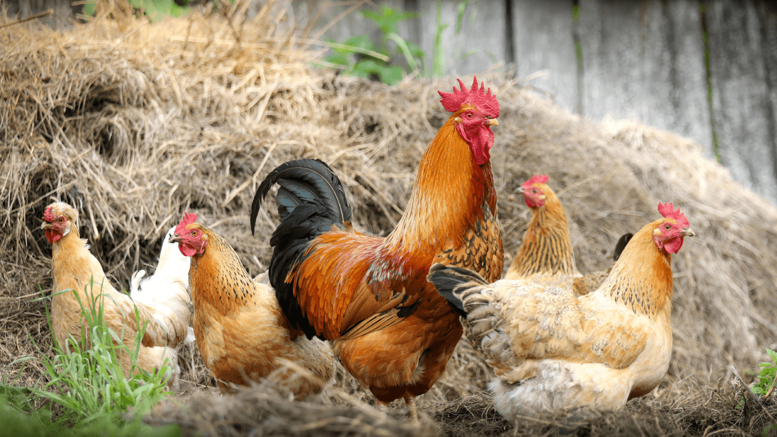 Chickens in Port Edwards