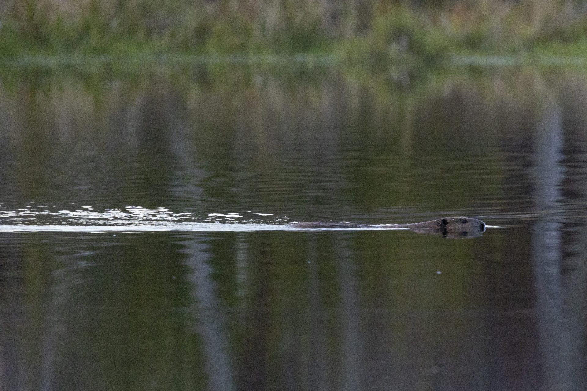 Pest or climate ally? DNR weighs new beaver management plan under mounting scrutiny
