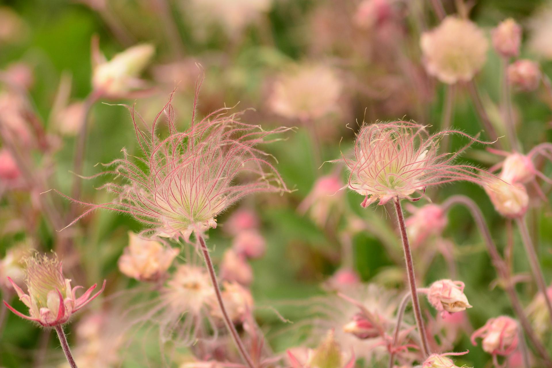 Looking for a native plant sale? Here are a bunch!